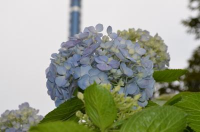 八景島の紫陽花を見に