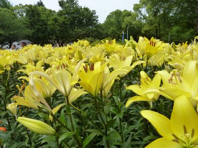 街あるき　千種公園　ゆりの園♪　2012