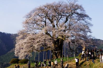 2011年4月　落合の醍醐桜