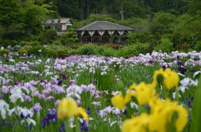 満開の花菖蒲を激写！行きは良い良い、帰りは・・・ハァ？エッエェ～ッ！何でこうなるの？(；ﾟДﾟ)ｴｴｰ