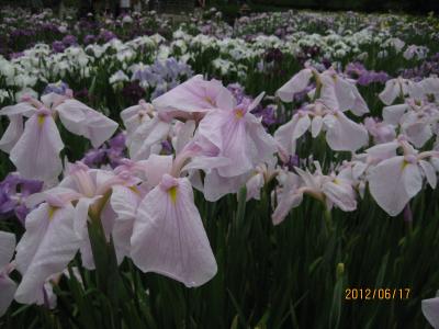 梅雨空に映える花菖蒲を求めて・・・四季の里公園をぶら～り♪