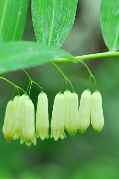 「　梅雨の晴れ間の　高尾山　山歩き　」　2012/6月
