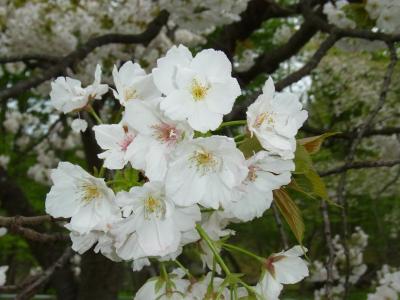 東北へ夜行バスの旅・弘前・青森③