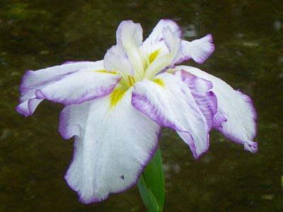 いずれがアヤメかカキツバタ?!--あじさい花菖蒲祭り--(古城再訪記)