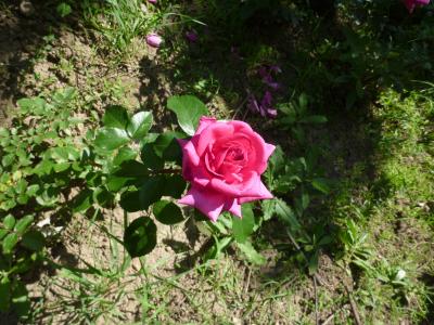 ブルガリア・ルーマニア周遊