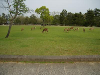 奈良まち散歩と玄奘三蔵会大祭