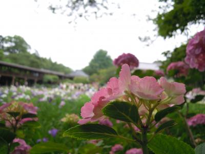 紫陽花散歩　　松戸・本土寺