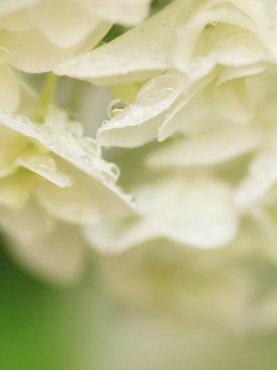 観劇前の白山神社あじさい散策は雨の中（後編）マクロレンズでチャレンジした雨にぬれたあじさい