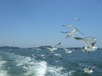 東北日帰り一人旅 ~松島編~