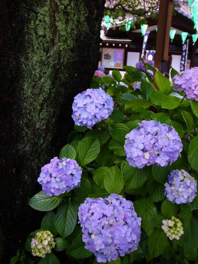 梅雨の晴れ間に白山神社あじさい祭りへ