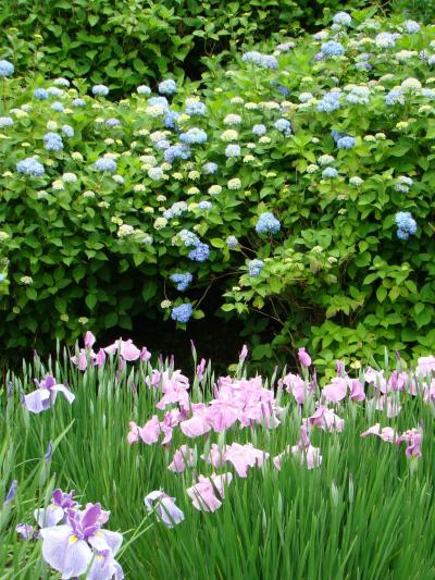 奈良滝谷花しょうぶ園・花しょうぶと咲き始めのアジサイ