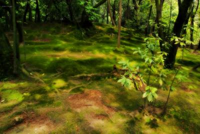 うまし うるわし、あをによし。　3日目 ③ [仏法のための事なりよ？鑑真さまのお寺へ　唐招提寺～平城宮跡。]