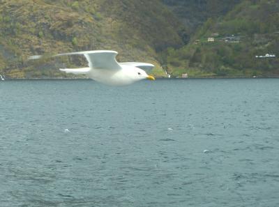 北欧４カ国周遊　ノルウェー　ソグネフィヨルド～ハダンゲルフィヨルド移動、ベルゲン編　７～８日目