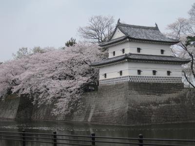 まだまだ桜が満開の新潟新発田