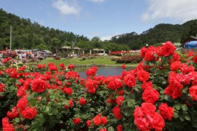 山形県村山市　東沢バラ園　2012年