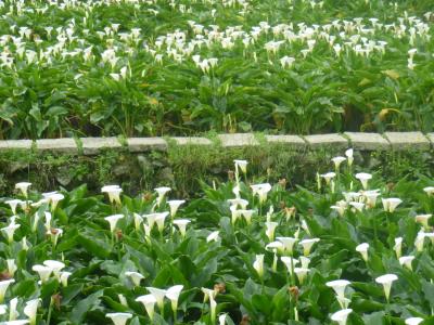 台北(陽明山・北投温泉・烏来等)