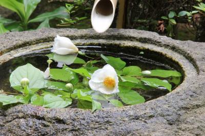 2012年初夏　沙羅の花をもとめて藤戸まで