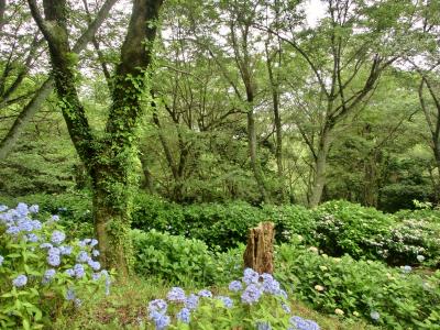 生駒山で○○を叫んだ。。。あれから１年　アジサイプロムナード