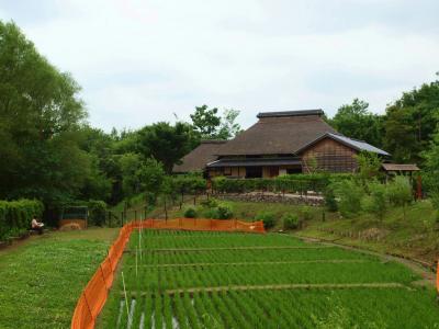 赤羽散歩　赤羽自然観察公園