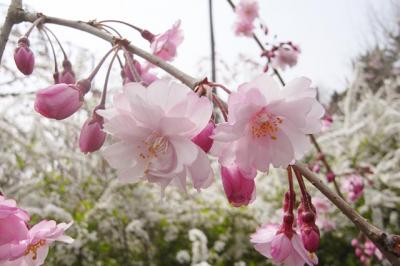 18きっぷde桜を愛でに～長岳寺・石上神宮編～。