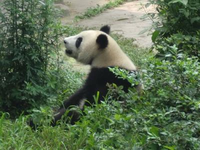 中国　パンダ繁育研究所と武侯祠