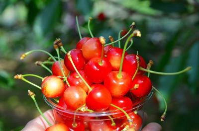 【信州さくらんぼ狩りに参加してみた】