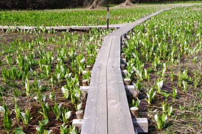 ［12］南砺市・縄ケ池の「水芭蕉」