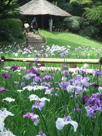 明治神宮御苑　花菖蒲はまだ見頃です。