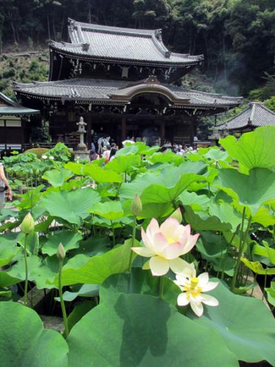 2012年　三室戸寺のアジサイと蓮