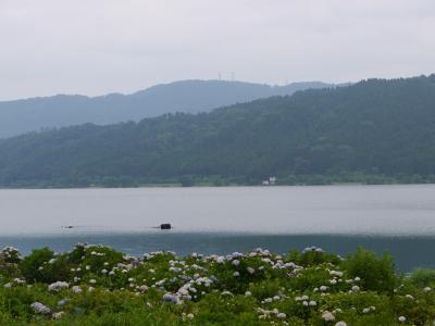湖の紫陽花　＠余呉湖のアジサイ公園