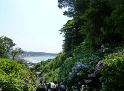 2012鎌倉のあじさい、江ノ電で観光名所をまわる