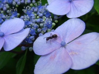 梅雨の合間に修善寺へ★「竹林の小径」散策で出会ったお花＆虫たち