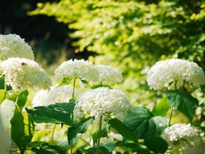 Hydrangea Garden Museum 2012