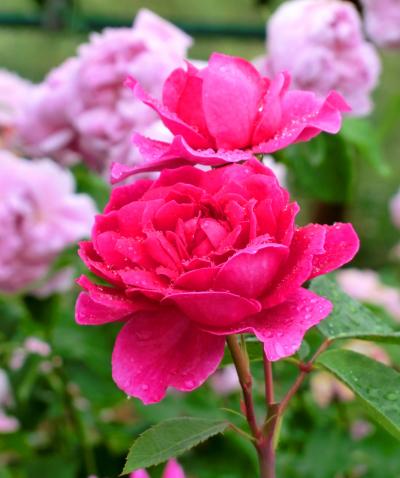 ６月の薔薇★  信州中野・一本木公園