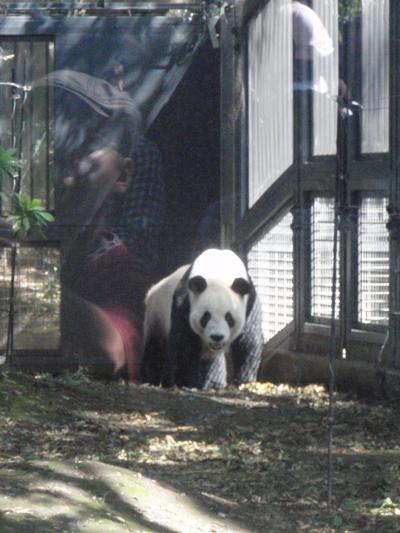 《2011年9月》　パンダちゃん♪　in　上野動物園