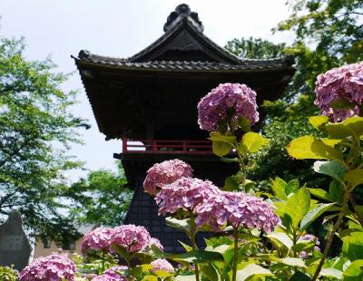 あじさい回廊・能護寺