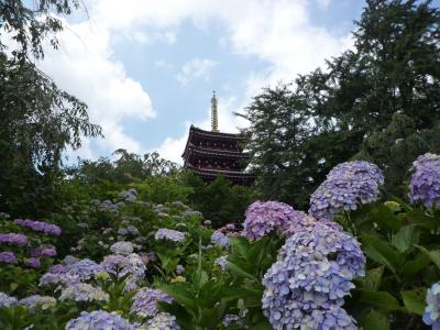 本土寺～紫陽花～