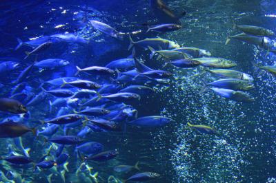 見る、知る、触れる、水といのち。　「京都水族館」 ２回目