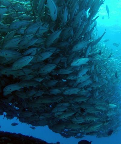 ★今年も回遊魚たちが大集結の粟国島!!