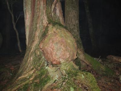 青木が原の樹海探検