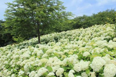 一面に広がる紫陽花