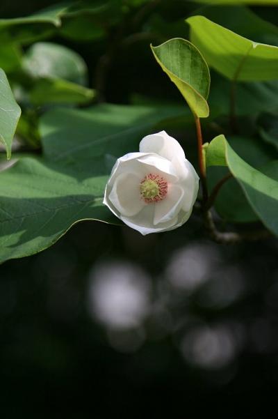 車で長野 ★上松・赤沢自然休養林に咲くオオヤマレンゲ