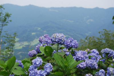 紫陽花を求めての美の山ハイキング①寄居～美の山山頂迄