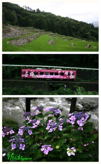 Solitary Journey ［1070］ 梅雨空の下、紫陽花咲く錦川清流線沿いを走る＜錦川の沈下橋＆初訪：大井谷の棚田＞島根県吉賀町