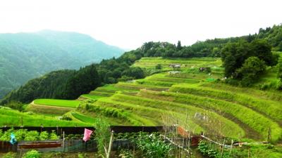Rice Terraces of Asabu Nishigaoka 2012.7.4　【兵庫県香美町村岡区和佐父西ケ丘】