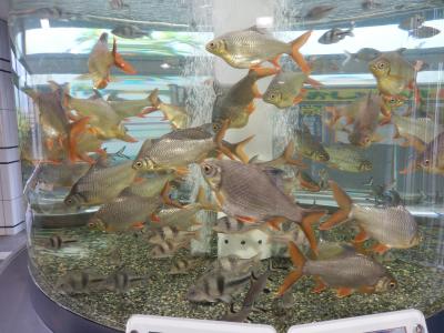 ぎょぎょランド（豊川市・赤塚山公園）で淡水魚を見物する！