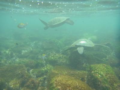 イースター・ガラパゴス旅行（１１）サンクリストバル島・サンタフェ島