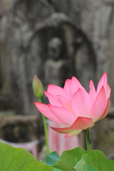 奈良　五月晴れの花寺めぐり