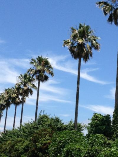 南国高知に夏到来！ご近所ドライブで夏休み気分♪南の島の風が吹く～景色もご馳走！田んぼの中のうどん屋さん☆お魚も大漁です＼(＾０＾)／