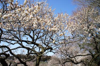 ２０１２　ＭＩＴＯ